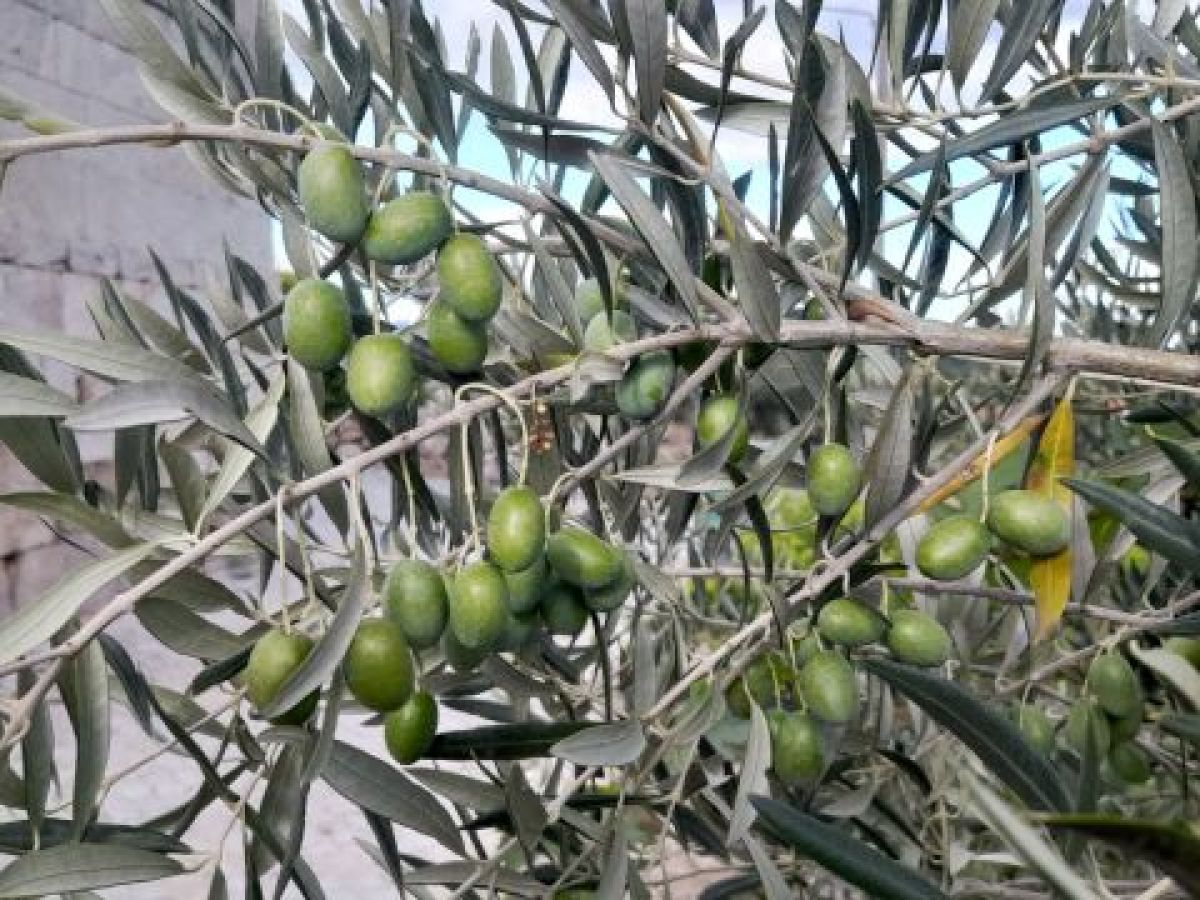 A vibrant olive tree in Portugal, adorned with clusters of plump olives ready for harvest.