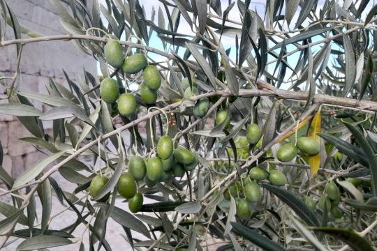 A vibrant olive tree in Portugal, adorned with clusters of plump olives ready for harvest.