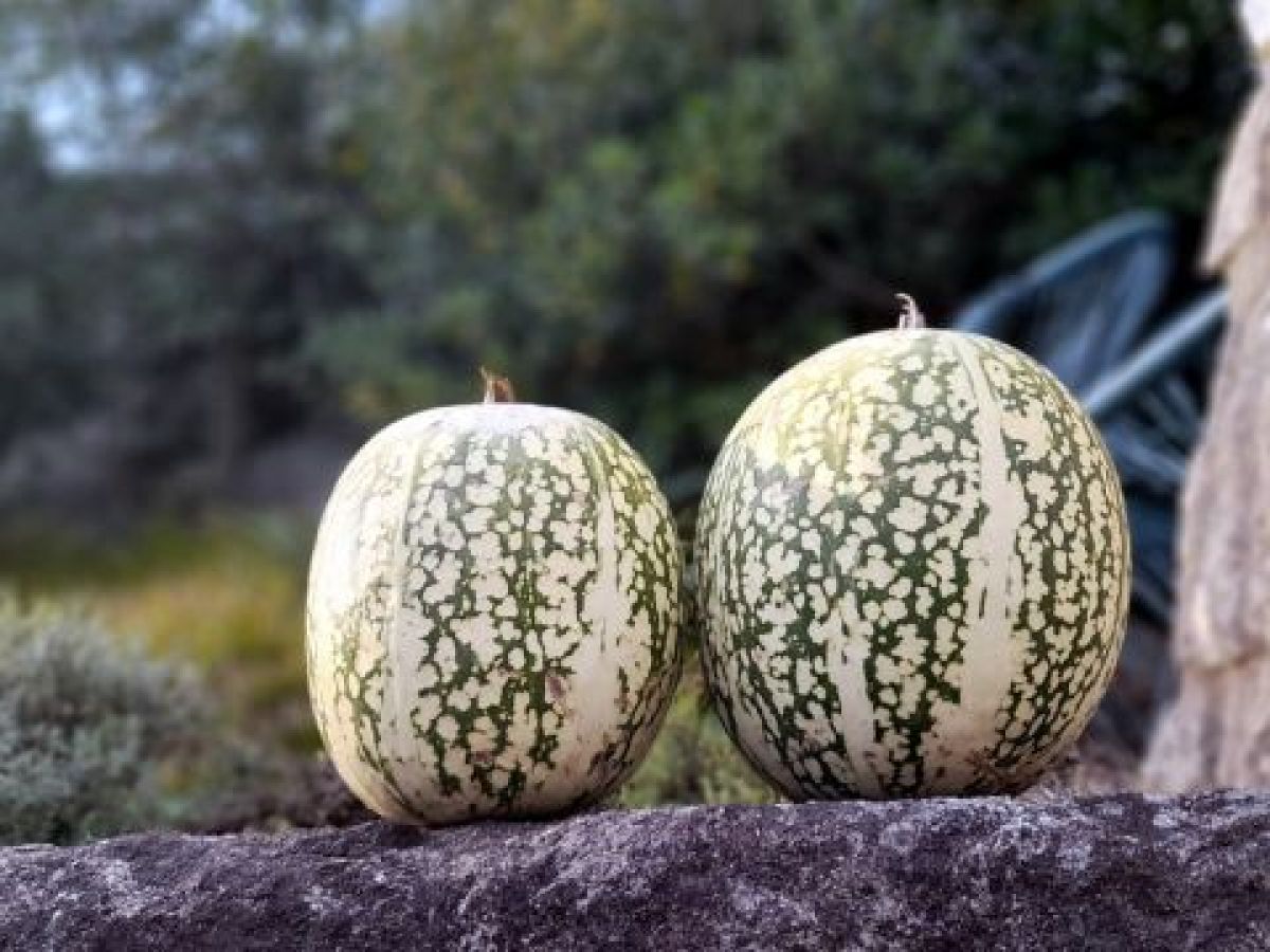 Cucurbita ficifolia is a species of squash.