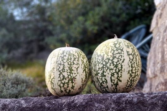 Cucurbita ficifolia is a species of squash.