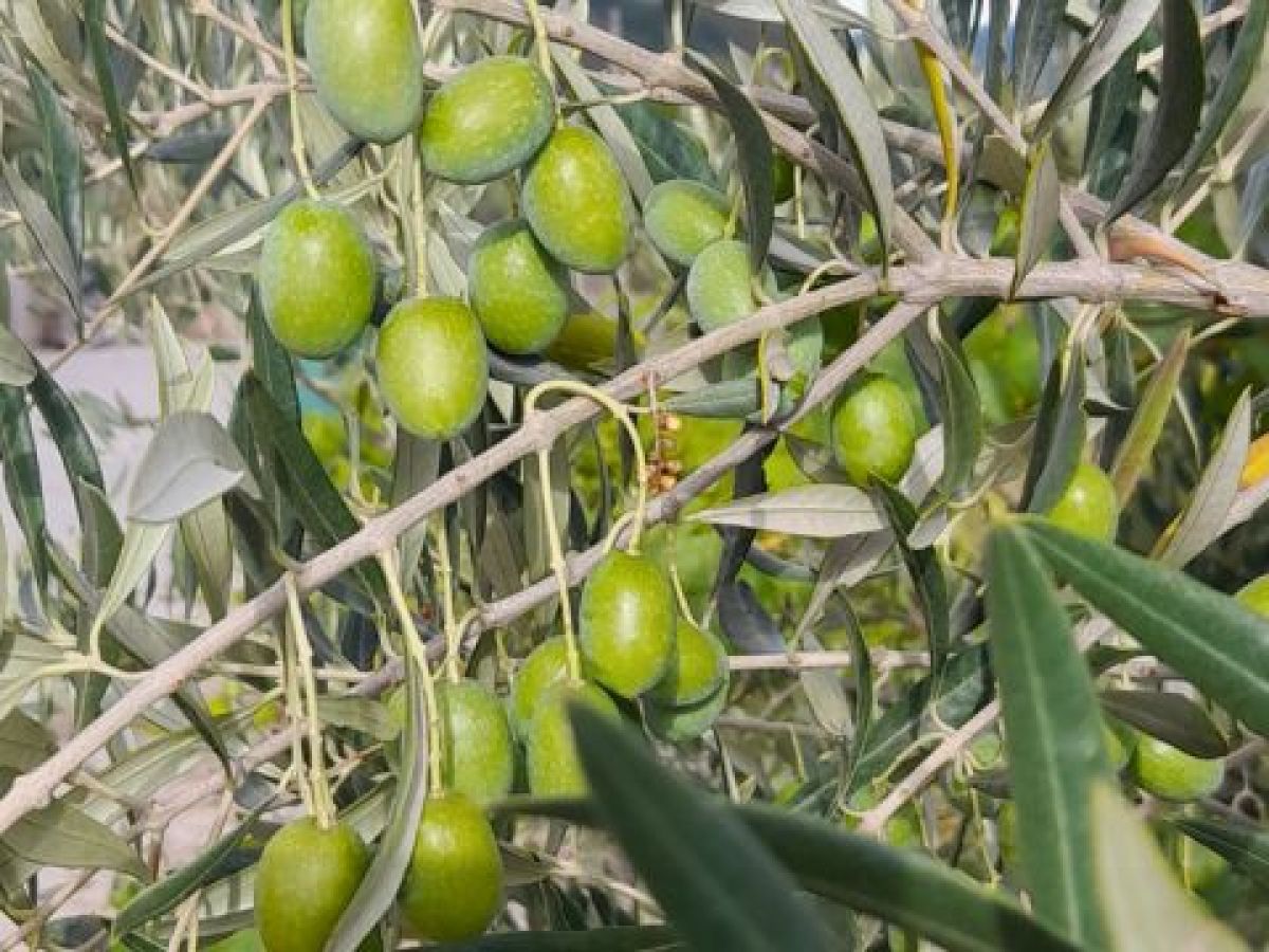 Ripe olives hanging from a lush olive tree in Portugal, showcasing the beauty of nature's bounty.