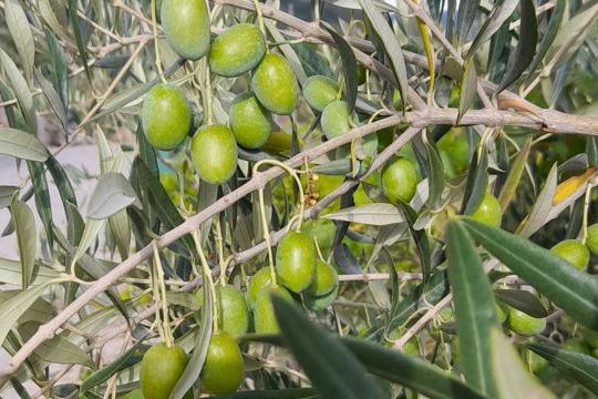 Ripe olives hanging from a lush olive tree in Portugal, showcasing the beauty of nature's bounty.
