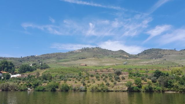 Beautiful Douro Valley vineyards stretch along the river, offering a stunning view of the lush landscape and hills.