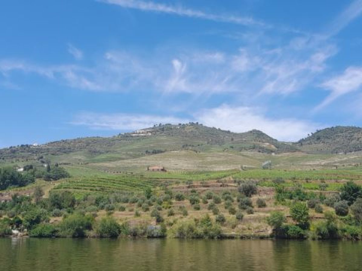 Beautiful Douro Valley vineyards stretch along the river, offering a stunning view of the lush landscape and hills.