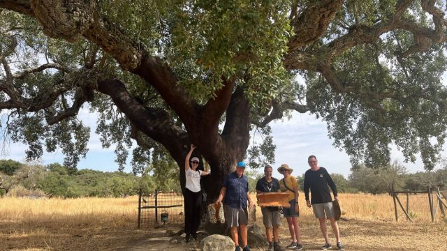 A group of people gathered under a large tree during a private cork tour in Évora.