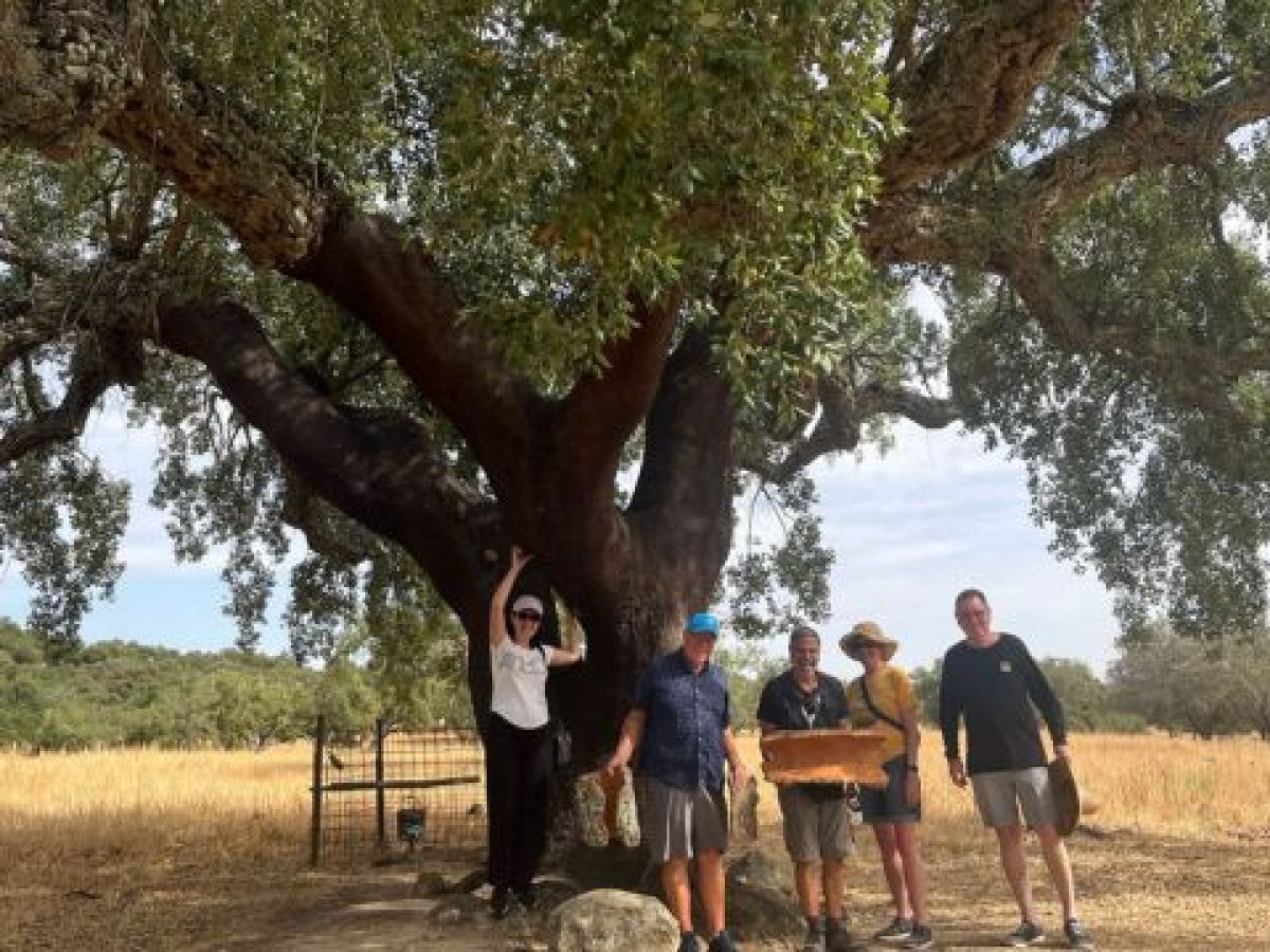 A group of people gathered under a large tree during a private cork tour in Évora.