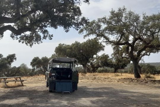 A parked vehicle surrounded by cork trees, showcasing the picturesque setting of a cork tour in Évora, Portugal.