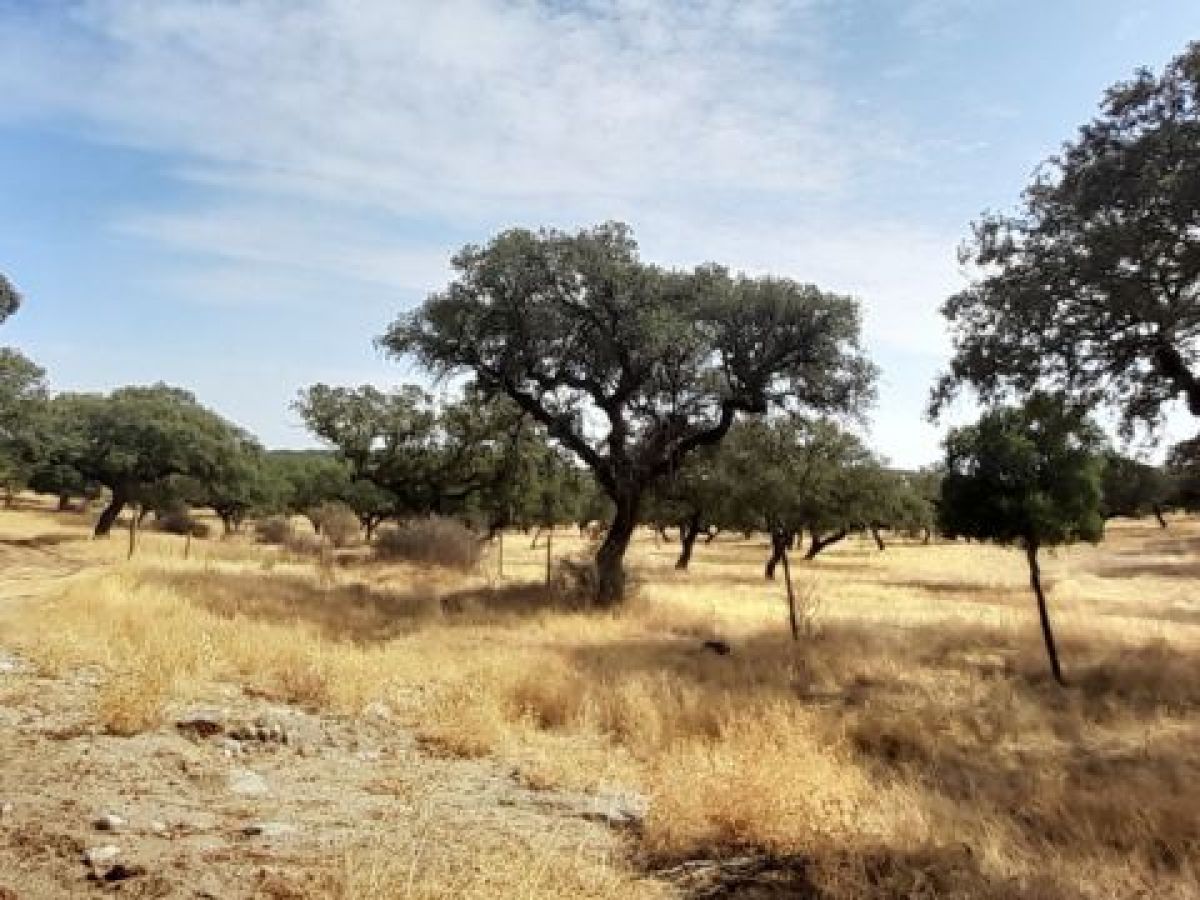 beautiful landscape in Alentejo Region Portugal