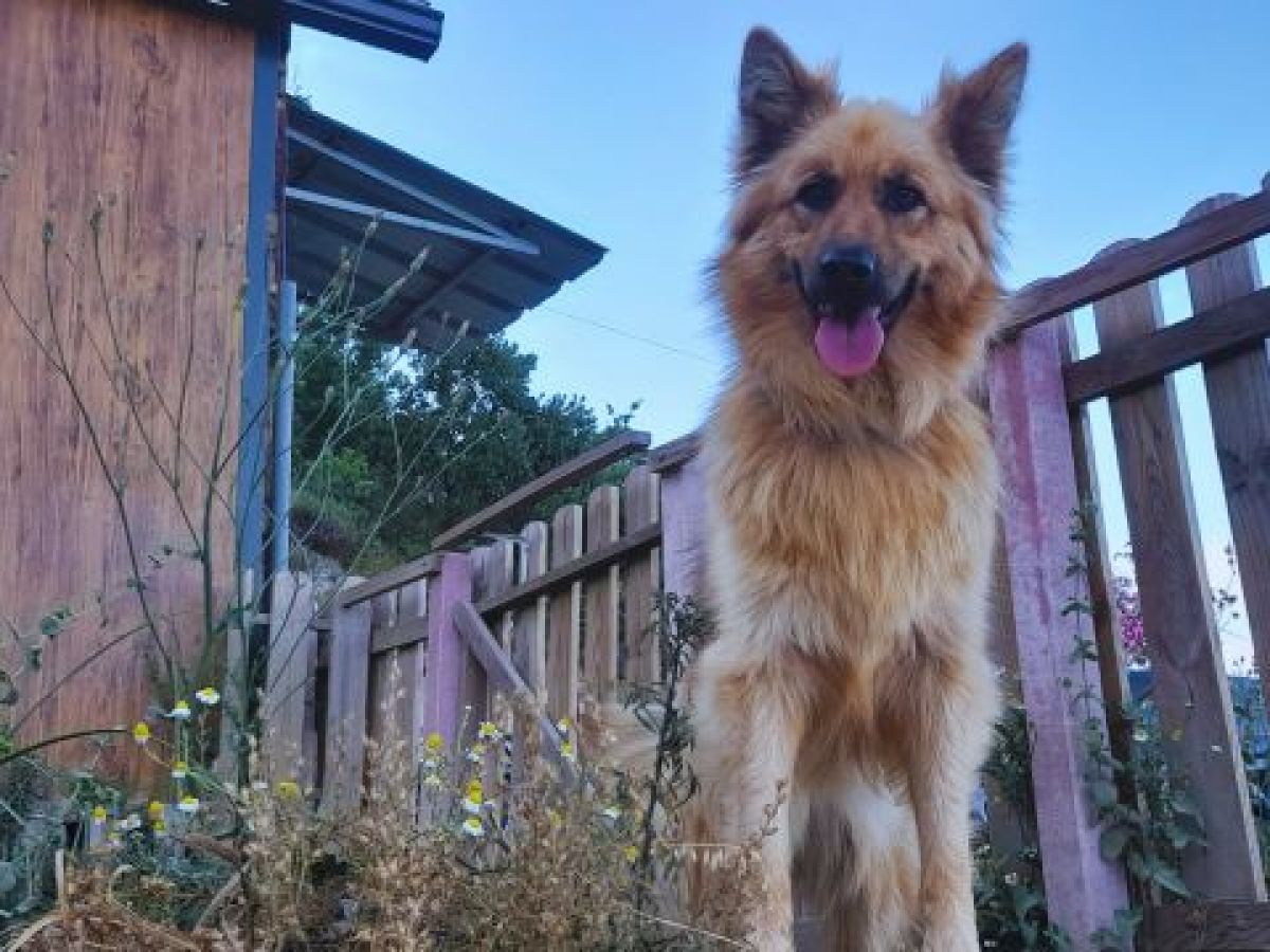 Fluffy dog standing near a wooden fence outside.